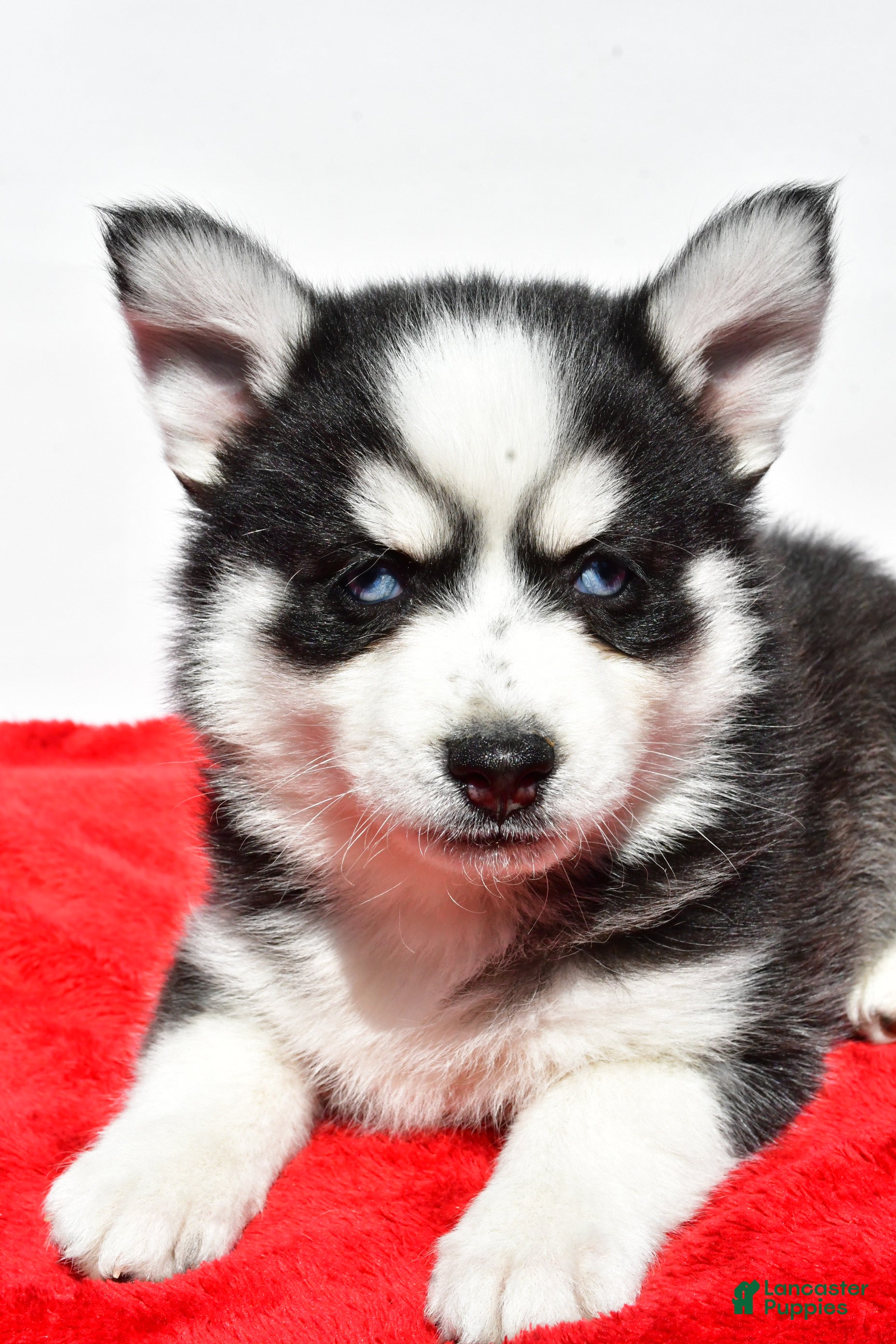 Pomsky dogs Cody - Ad 20