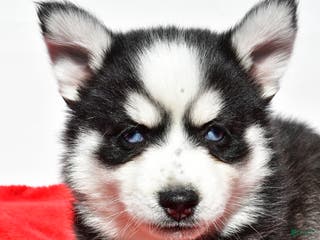 Pomsky dogs Cody - Ad 33