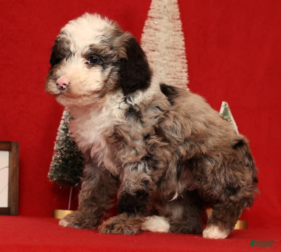 Miniature Poodle dogs for sale: Jasper - Ad 5