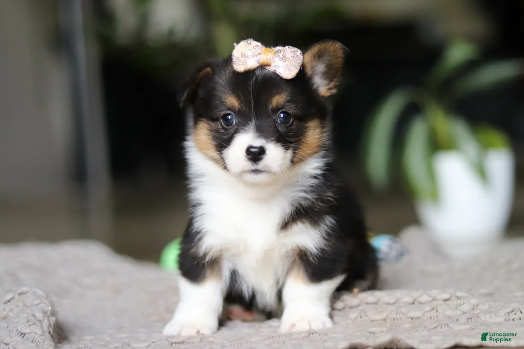 Welsh Corgi Pembroke dogs for sale: Ava - Ad 1