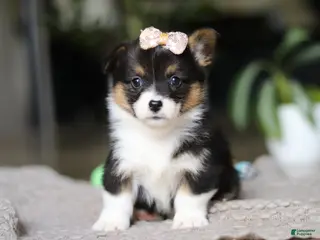 Welsh Corgi Pembroke dogs for sale: Ava - Ad 2