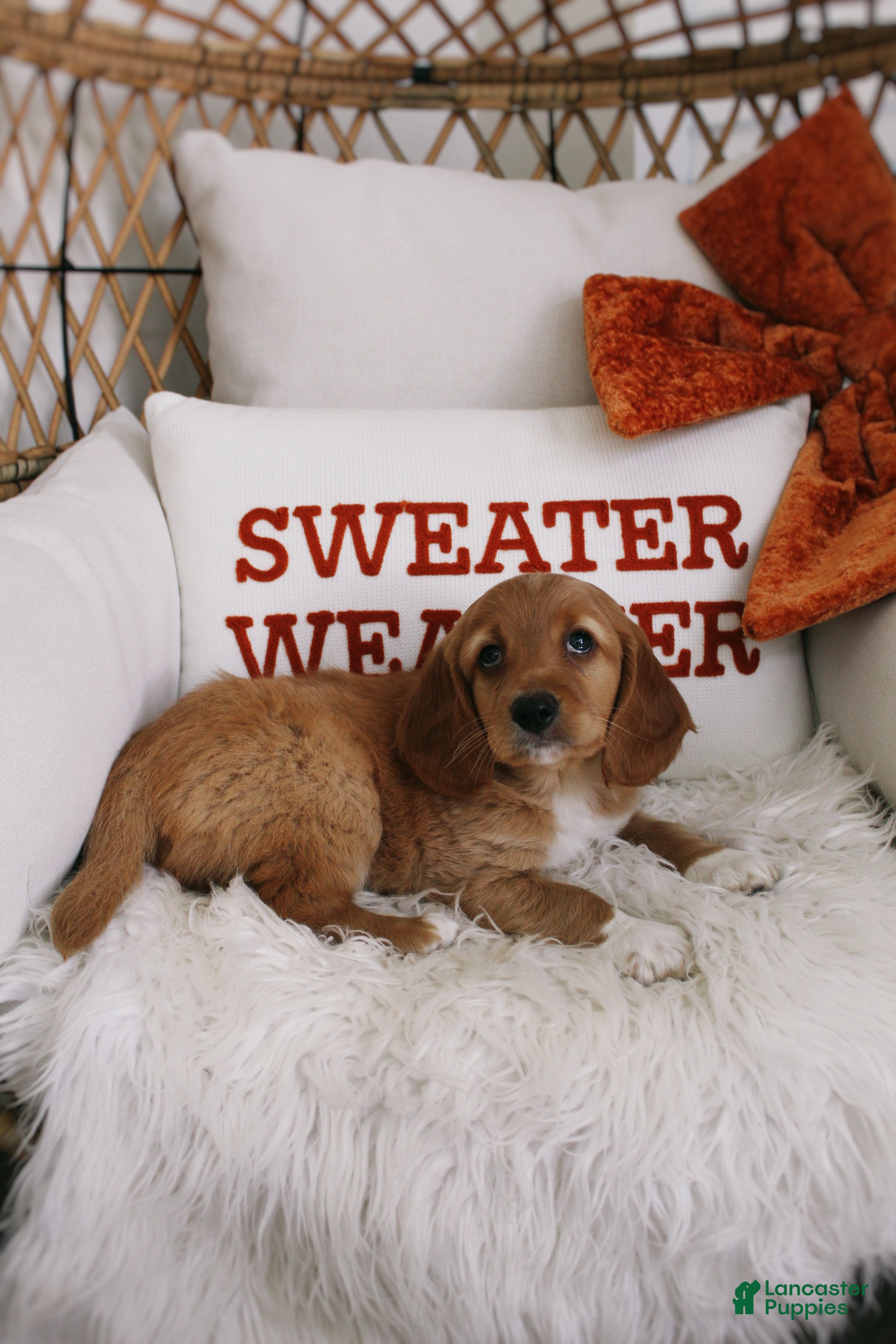 Mixed Breed dogs Copper - Ad 2