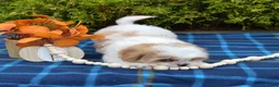 Mixed Breed dogs for sale: Timber - Ad 4