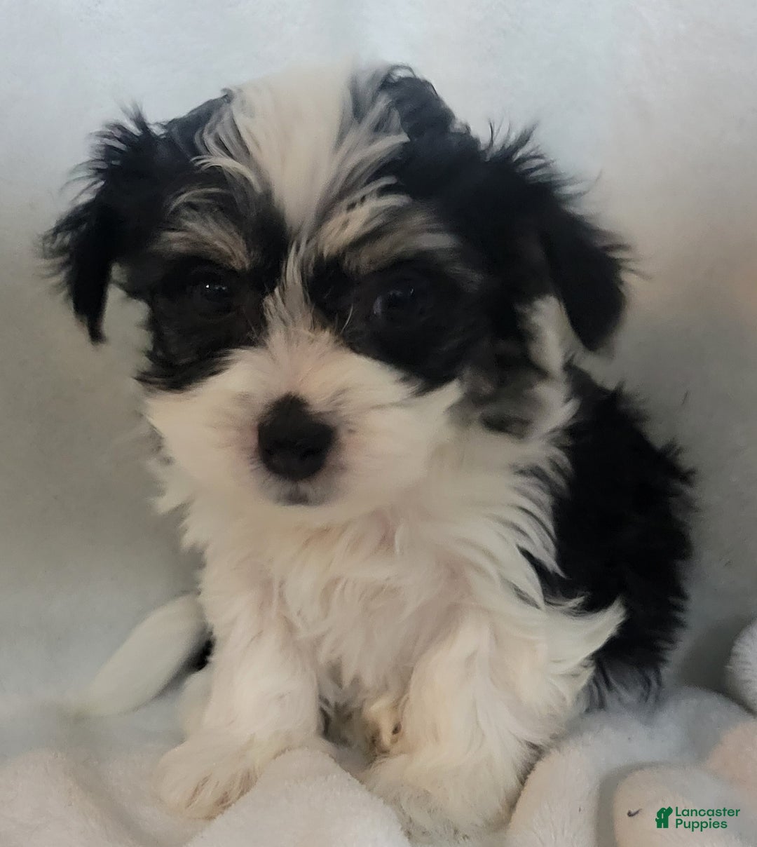 Mixed Breed dogs for sale:  5 cassie - Ad 3