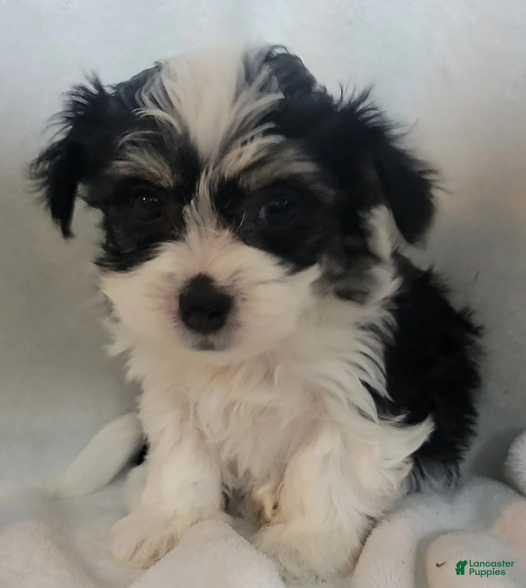 Mixed Breed dogs for sale:  5 cassie - Ad 3