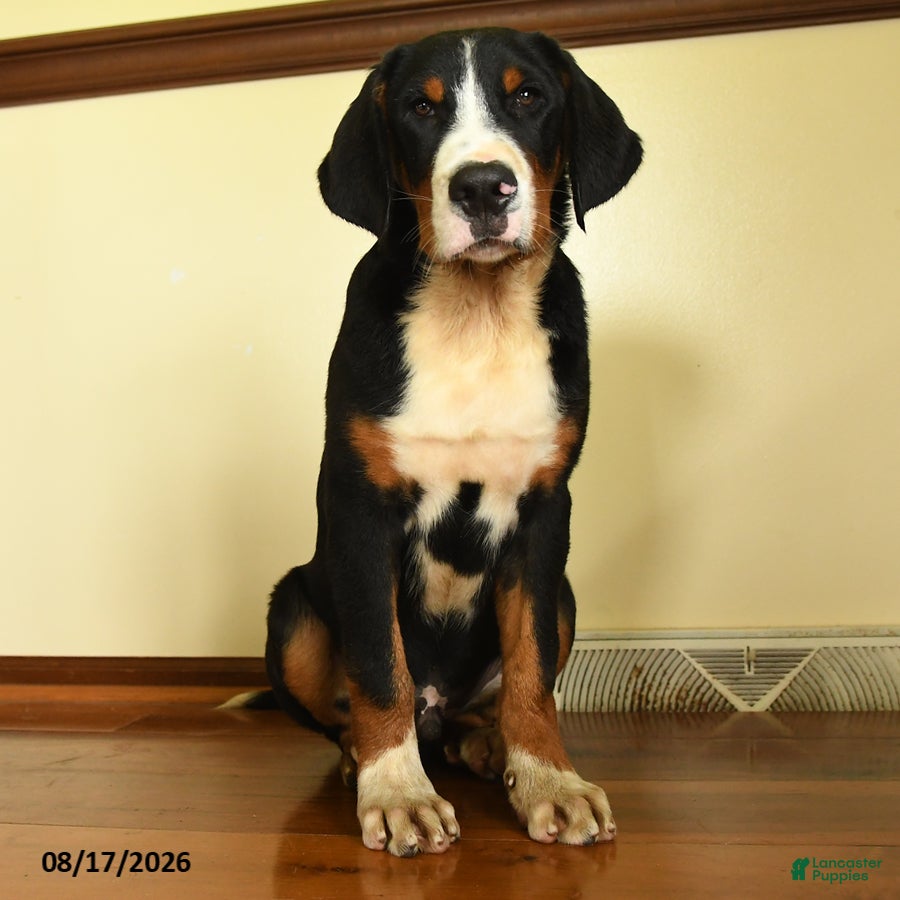 Greater Swiss Mountain Dog dogs Hartman - Ad 1