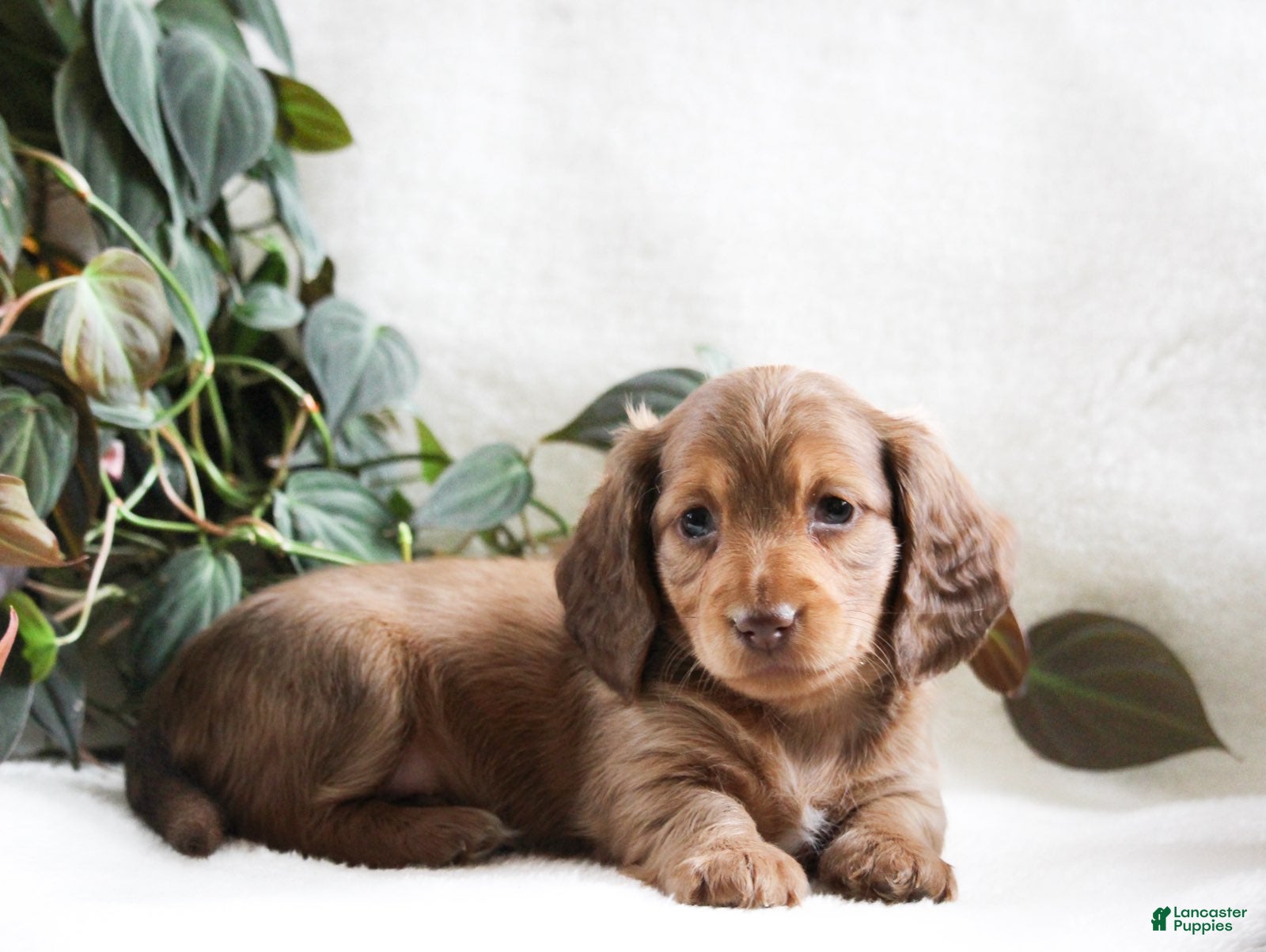 Miniature Dachshund dogs Dancer - Ad 2