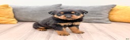 Rottweiler dogs for sale: Sara - Ad 1