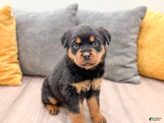 Rottweiler dogs Sara - Ad 10