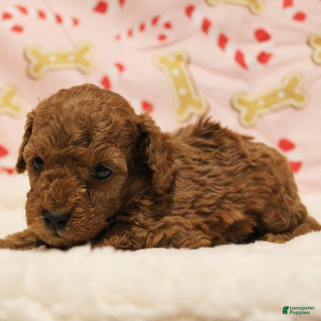 Toy Poodle dogs for sale: Flurry - Ad 2