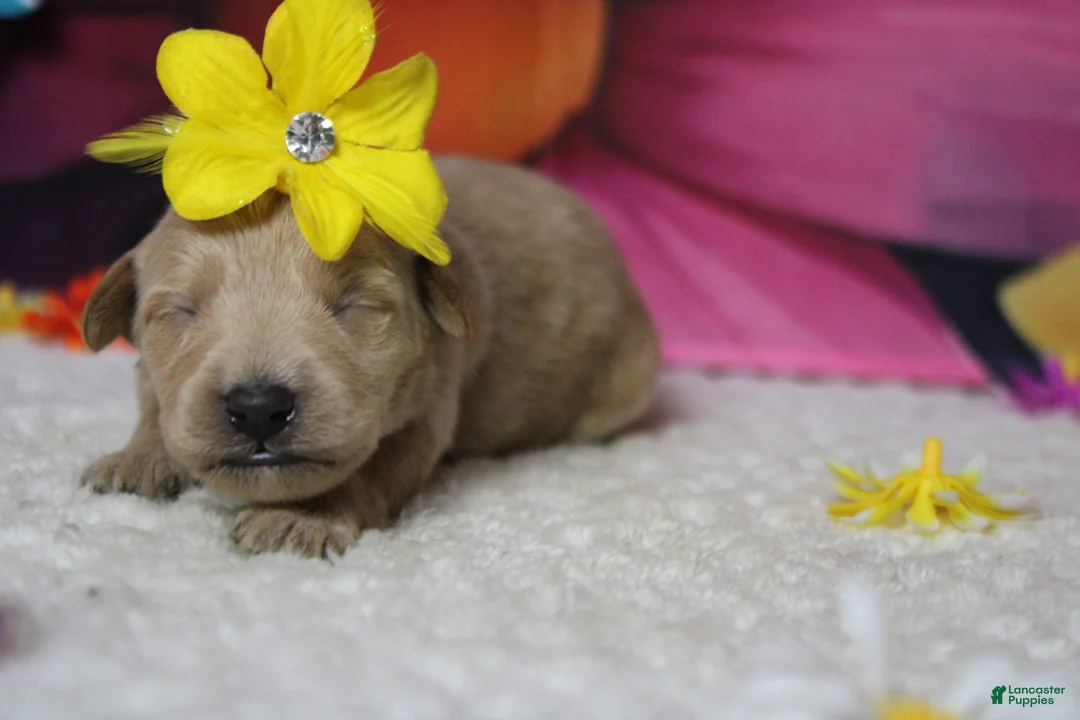 Schnoodle dogs for sale: Sherry  - Ad 1