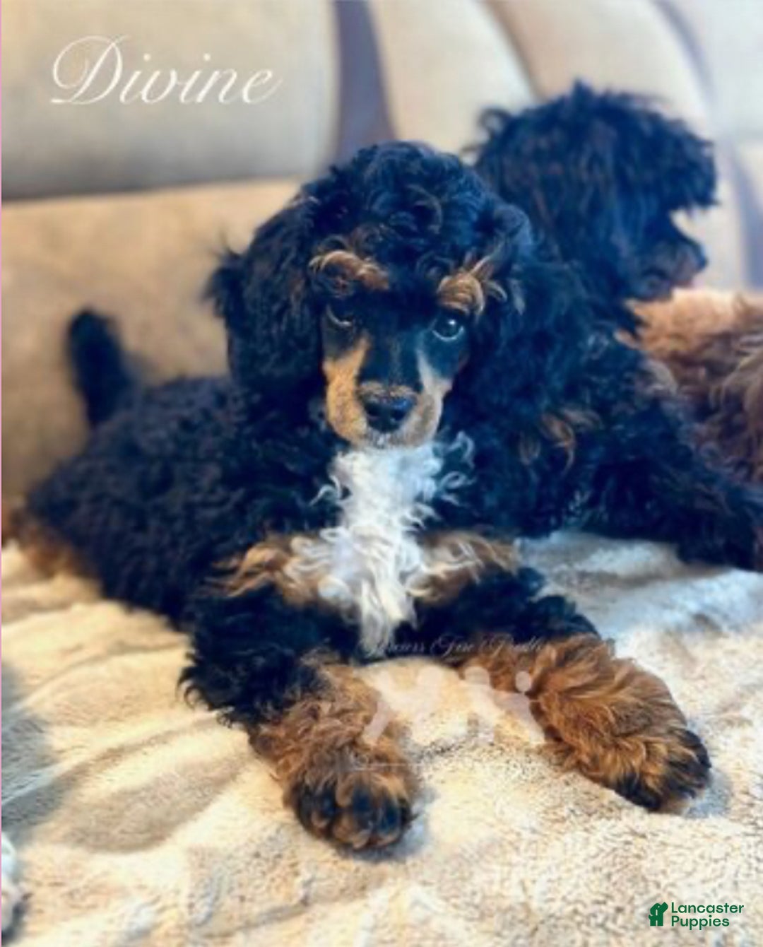 Miniature Poodle dogs for sale: Miniature Poodle Puppy 1 - Ad 7