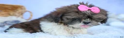 Shih Tzu dogs for sale: RUBY - Ad 4