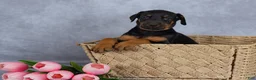 Mixed Breed dogs for sale: Reba - Ad 4
