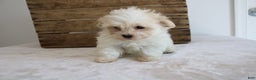 Maltipoo dogs for sale: Kassie - Ad 4