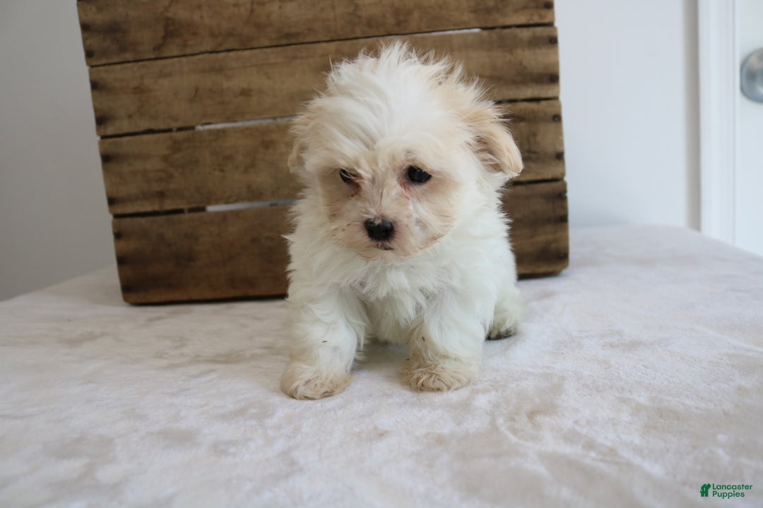 Maltipoo dogs for sale: Kassie - Ad 4