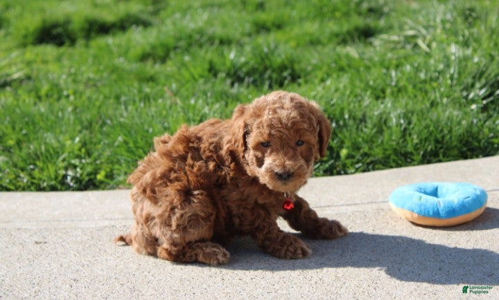 Bichpoo dogs Flynn  - Ad 2