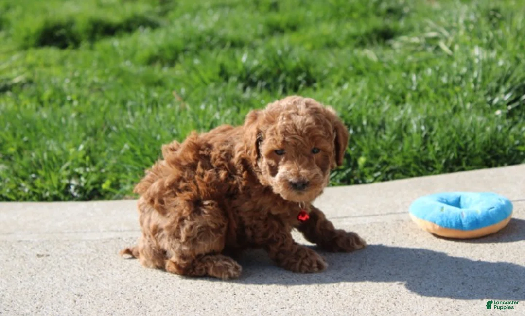 Bichpoo dogs for sale: Flynn  - Ad 2