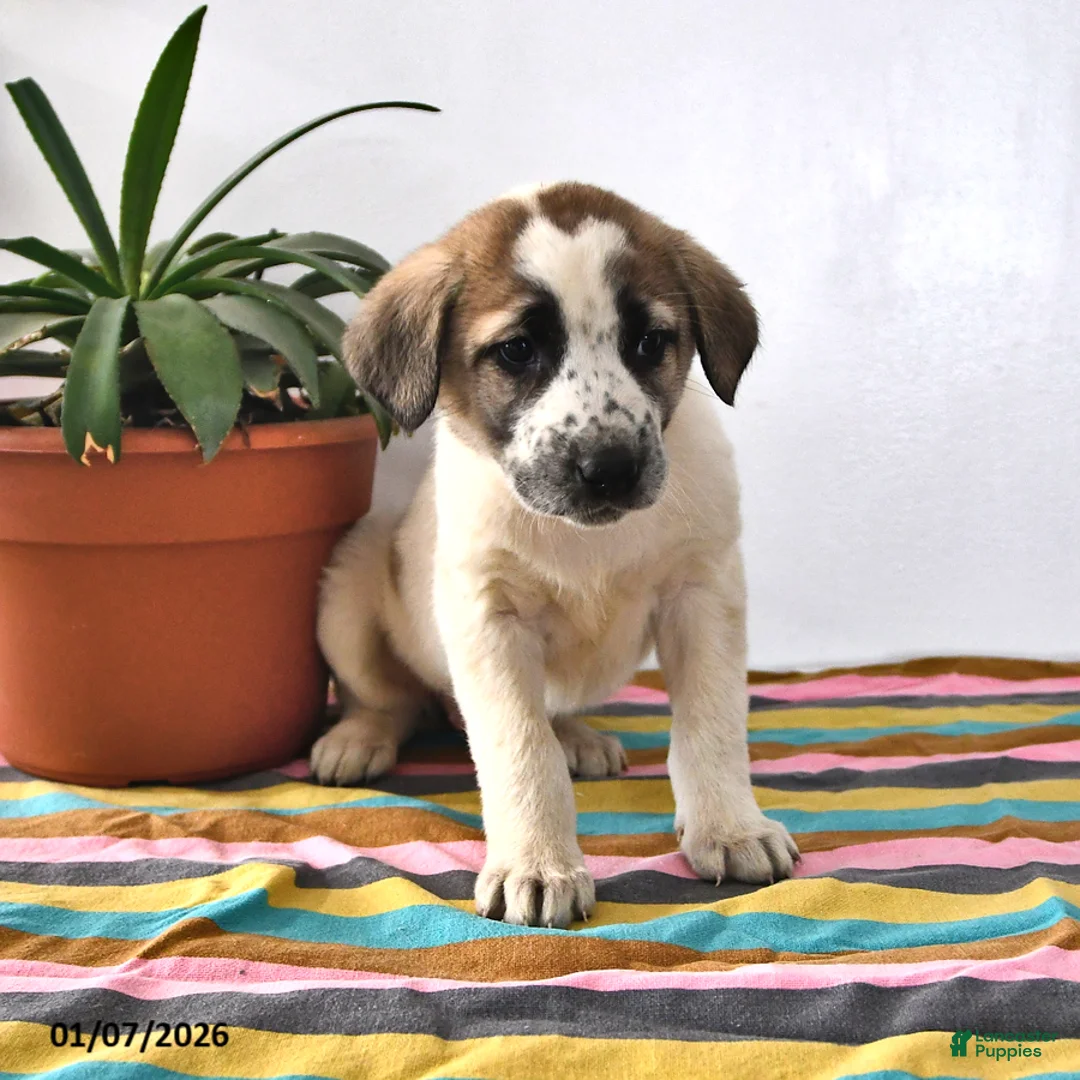 Mixed Breed dogs for sale: Sophia - Ad 5