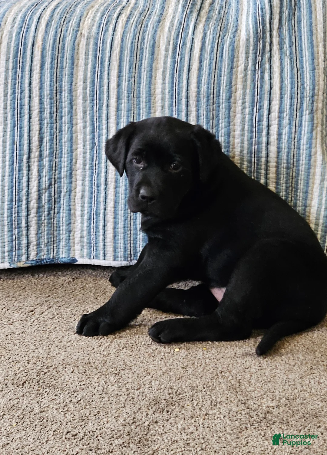 Goldador dogs for sale: Mixed Breed Puppy 5 - Ad 1