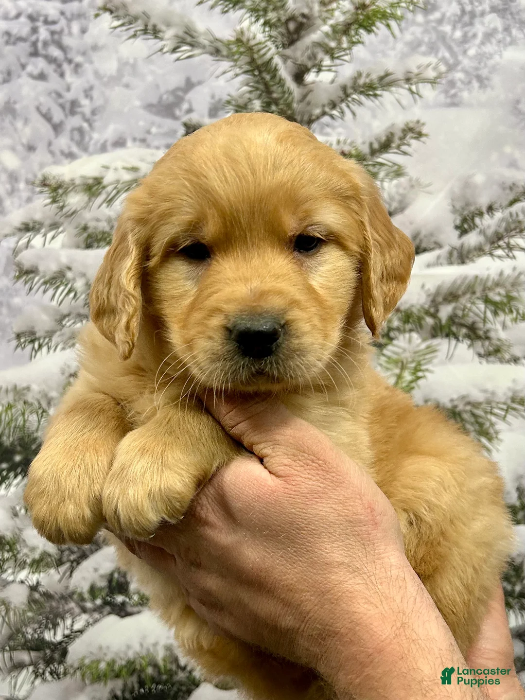 Golden Retriever dogs for sale: Clifford  - Ad 10