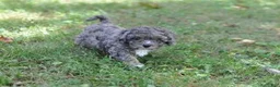 Cavapoo dogs for sale: Cavapoo 2 Whimsy - Ad 3