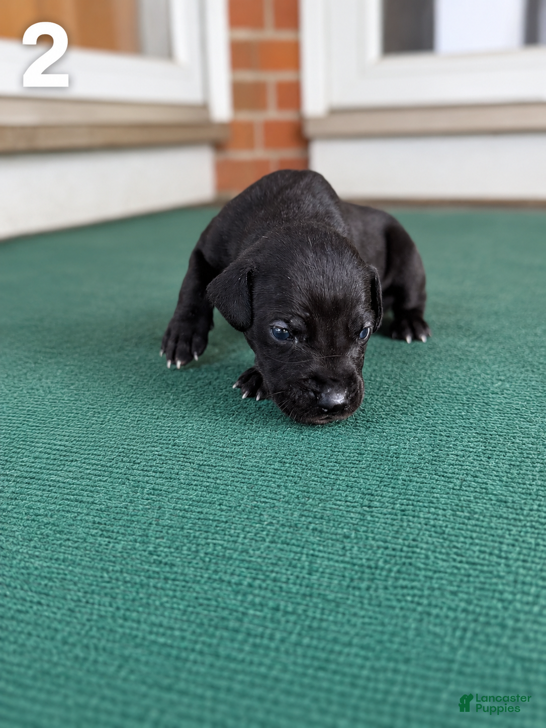 Great Dane dogs Male pup - Ad 1