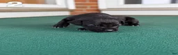 Great Dane dogs for sale: Male pup - Ad 1