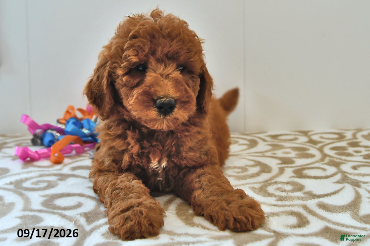 Mini Goldendoodle dogs Murphy - Ad 1