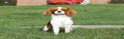 Cavapoo dogs for sale: Gracie - Ad 7