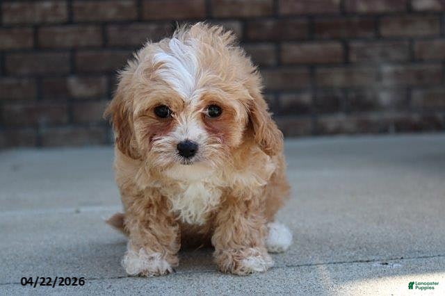 Cavachon dogs Justin - Ad 1