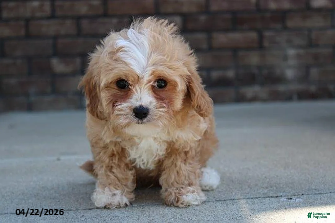Cavachon dogs for sale: Justin - Ad 1