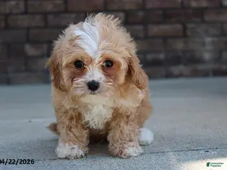 Cavachon dogs for sale: Justin - Ad 2