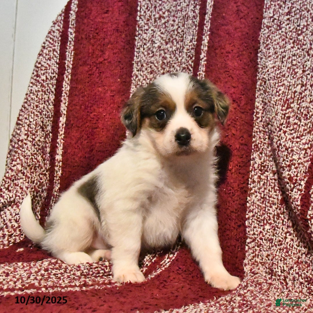 Mixed Breed dogs for sale: Bentley - Ad 7