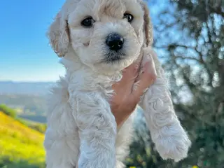 Mixed Breed dogs Sophia - Ad 21