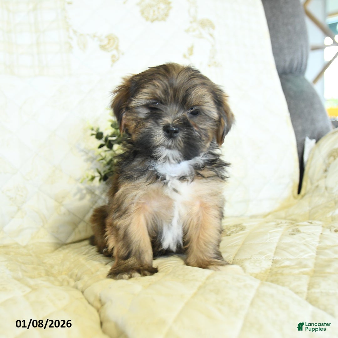 Shorkie dogs for sale: Kory  - Ad 4