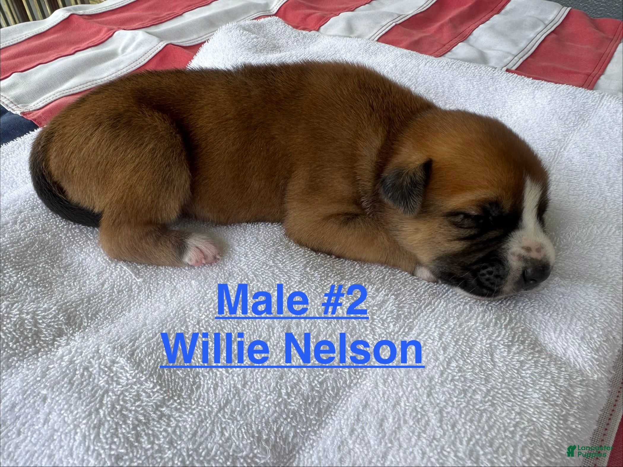 American Bulldog dogs Willie Nelson/ Male #2 - Ad 3
