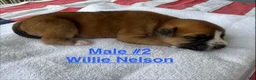 American Bulldog dogs for sale: Willie Nelson/ Male #2 - Ad 1