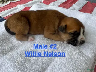 American Bulldog dogs Willie Nelson/ Male #2 - Ad 7