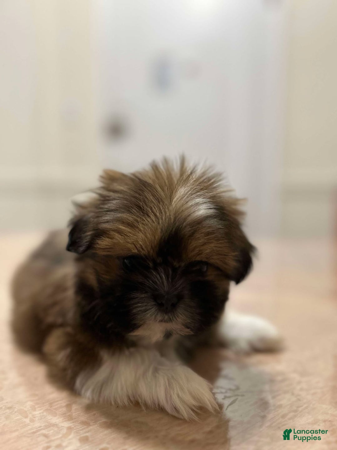 Shih Tzu dogs for sale: Jen - Ad 4