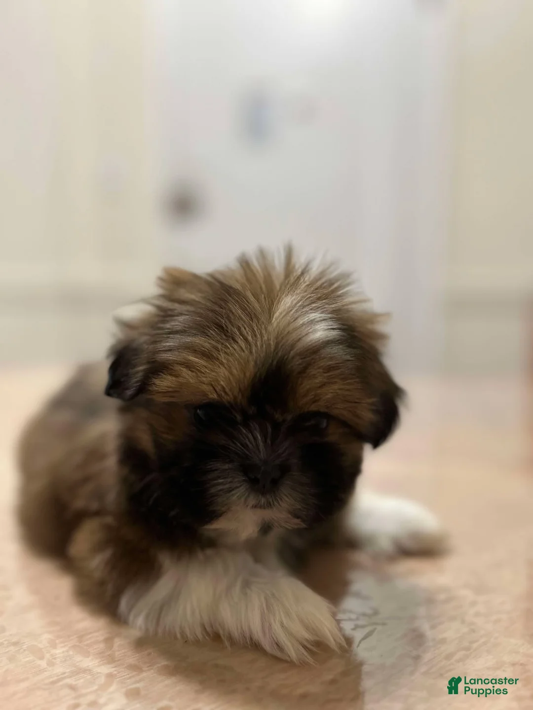 Shih Tzu dogs for sale: Jen - Ad 4