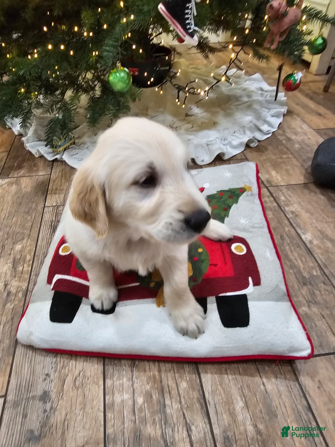 Golden Retriever dogs for sale: Golden Retriever Puppy 4 - Ad 56