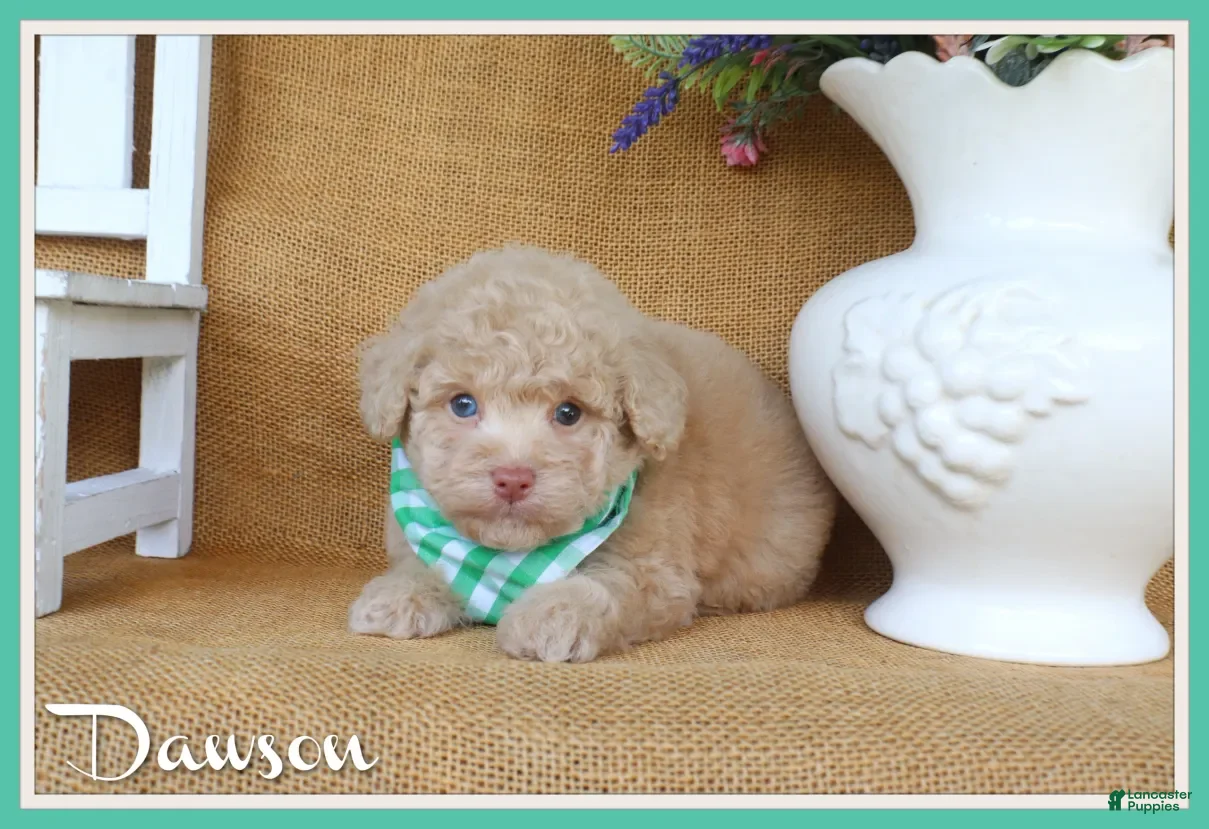 Toy Poodle dogs Dawson - Ad 1