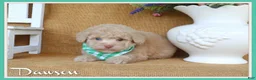 Toy Poodle dogs for sale: Dawson - Ad 1