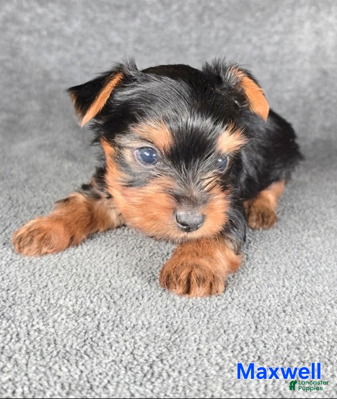 Yorkshire Terrier dogs for sale: Maxwell - Ad 5