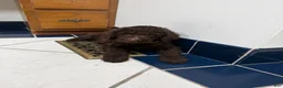 Goldendoodle dogs for sale: Goldendoodle 8 - Ad 2