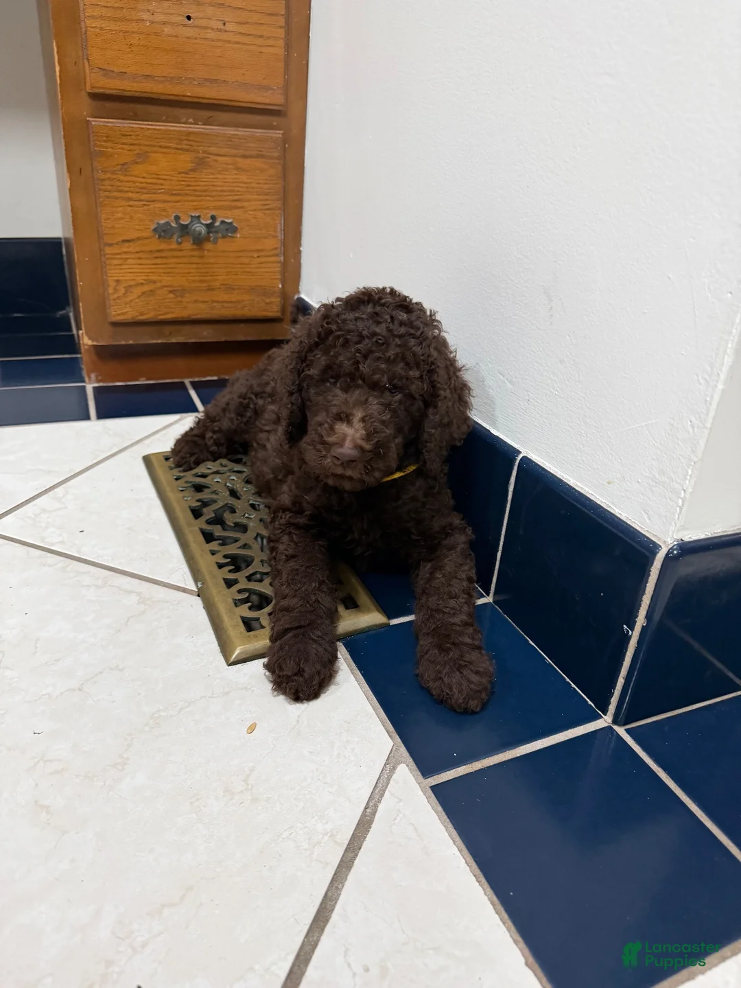 Goldendoodle dogs for sale: Goldendoodle 8 - Ad 2