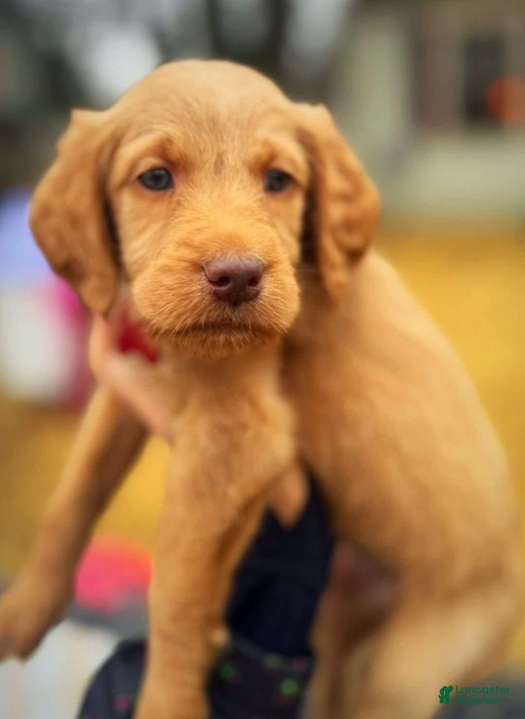 Labradoodle dogs for sale: Labradoodle Puppy 1 - Ad 8