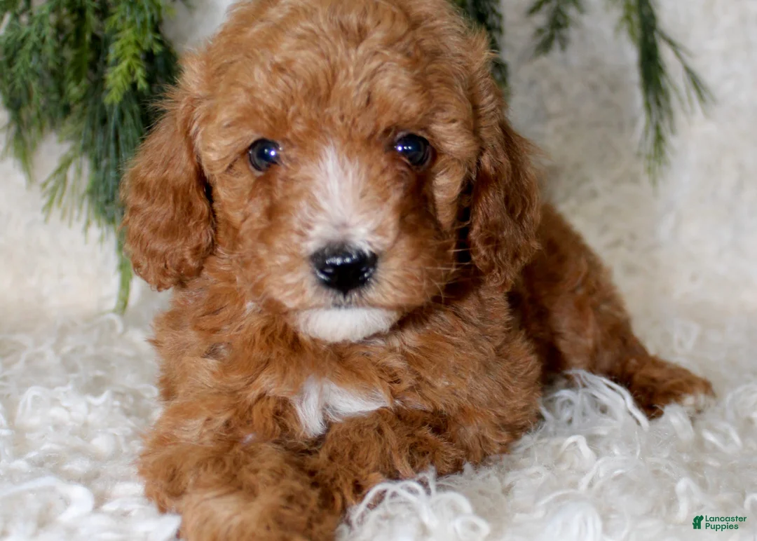 Miniature Poodle dogs for sale: Miniature Poodle 2 - Ad 2
