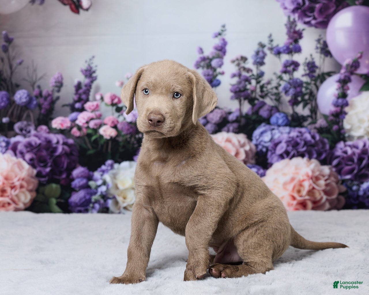 Labrador Retriever dogs BOWSER - Ad 2